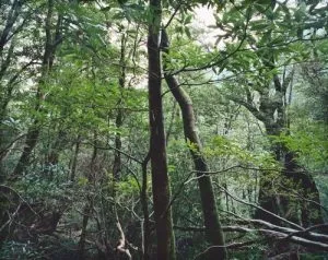 Thomas Struth: „Paradise“, 2004, 6 pigmentierte Tintenstrahldrucke auf leichtem Karton, Format je 50 × 35 cm, lim. Auflage