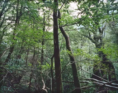 Thomas Struth: „Paradise“, 2004, 6 pigmentierte Tintenstrahldrucke auf leichtem Karton, Format je 50 × 35 cm, lim. Auflage