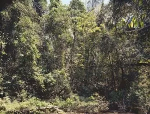 Thomas Struth: „Paradise“, 2004, 6 pigmentierte Tintenstrahldrucke auf leichtem Karton, Format je 50 × 35 cm, lim. Auflage