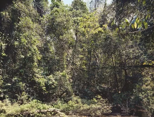 Thomas Struth: „Paradise“, 2004, 6 pigmentierte Tintenstrahldrucke auf leichtem Karton, Format je 50 × 35 cm, lim. Auflage