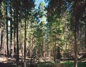 Thomas Struth: „Paradise“, 2004, 6 pigmentierte Tintenstrahldrucke auf leichtem Karton, Format je 50 × 35 cm, lim. Auflage