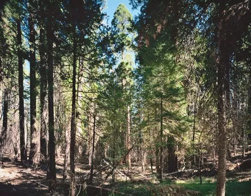 Thomas Struth: „Paradise“, 2004, 6 pigmentierte Tintenstrahldrucke auf leichtem Karton, Format je 50 × 35 cm, lim. Auflage