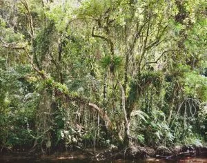 Thomas Struth, Paradise Portfolio