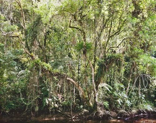 Thomas Struth, Paradise Portfolio