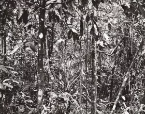 Thomas Struth: „Paradise“, 2004, 6 pigmentierte Tintenstrahldrucke auf leichtem Karton, Format je 50 × 35 cm, lim. Auflage