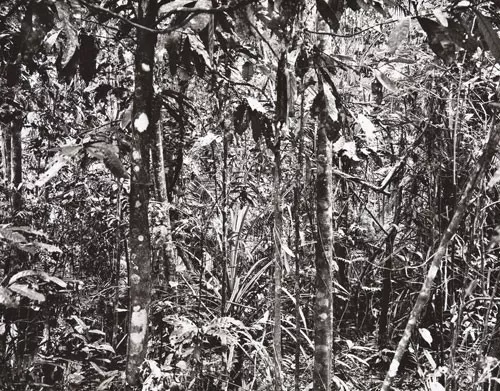 Thomas Struth: „Paradise“, 2004, 6 pigmentierte Tintenstrahldrucke auf leichtem Karton, Format je 50 × 35 cm, lim. Auflage