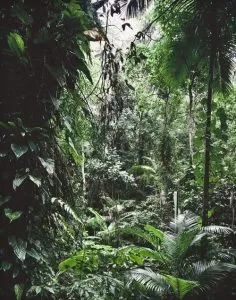 Paradies: Juquehy. Farbiger pigmentierter Tintenstrahldruck, Blattmaß 33 cm x 48 cm, Druckmaß 31 cm x 39 cm, verso unten links nummeriert '316 B1' sowie mittig Stempel 'Thomas Struth griffelkunst 2004'