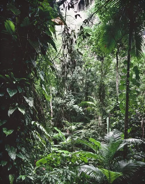 Paradies: Juquehy. Farbiger pigmentierter Tintenstrahldruck, Blattmaß 33 cm x 48 cm, Druckmaß 31 cm x 39 cm, verso unten links nummeriert '316 B1' sowie mittig Stempel 'Thomas Struth griffelkunst 2004'