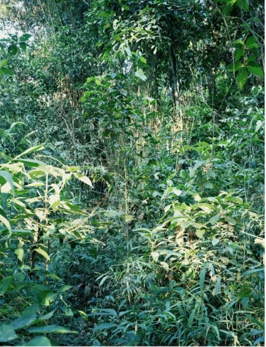 Thomas Struth – Pictures from Paradise