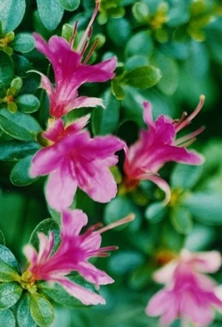 Thomas Struth : „Rosa Azalee, Düsseldorf, Neanderstraße“ 1993/2000, Original-Fotographie, signiert, nummeriert. Format: 24 x 18 cm, lim. Auflage 100 Exemplare