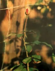 Thomas Struth - Rose, Winterthur