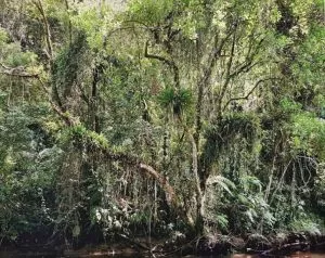 Thomas Struth: Juquehy, 2004, pigmented inkjet print, signed by hand en verso, printed on Hahnemühle PhotoRag 308 g/qm, size: 32,9 x 48,3 cm / 30,7 x 39,0 cm, in grey wooden frame: 46,5 x 54,5 cm