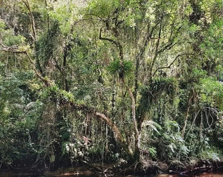 Thomas Struth: Juquehy, 2004, pigmented inkjet print, signed by hand en verso, printed on Hahnemühle PhotoRag 308 g/qm, size: 32,9 x 48,3 cm / 30,7 x 39,0 cm, in grey wooden frame: 46,5 x 54,5 cm