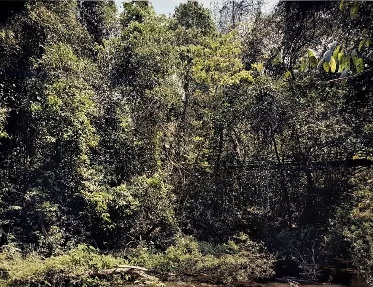 Thomas Struth: Xi Shuang Banna, 2004, pigmented inkjet print, signed by hand en verso, printed on Hahnemühle PhotoRag 308 g/qm, size: 32,9 x 48,3 cm / 30,7 x 39,0 cm, wooden frame: 46,5 x 54,5 cm.