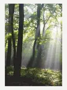 Thomas Ruff jpegs I 2005 Set of 5 digital pigment prints (Ditone) on photo paper, 120 x 90 cm (47¼ x 35½