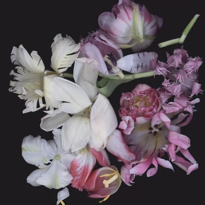 Luzia Simons, Stockage 108, 2010 Scannogramm, light jet print, Diasec 100 x 100 cm Edition of 6 + 2 AP