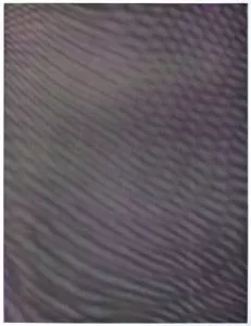 Tauba Auerbach: ‘Mesh Moire V’, 2012, color softground etching on Somerset white paper, image size 31¾” x 23¾”, paper size 40¼” x 30″, edition of 40